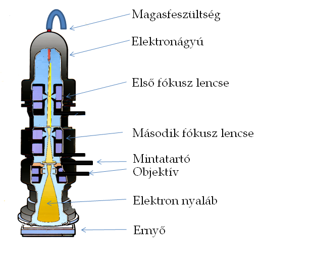 Az elektronmikroszkóp Hangyafej, forrás: Wikipedia Pásztázó