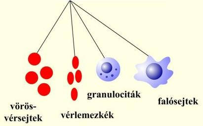 A vérképzés alapelve pluripotens őssejt (colonia)stimuláló