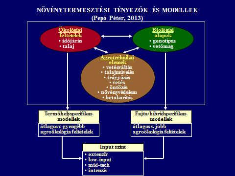 PEPÓ PÉTER ta/hibrid), részben az agrotechnika (pl. vetésváltás, talajművelés, tápanyagellátás stb.) kialakításánál.