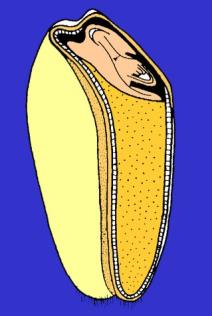 Coeliakia
