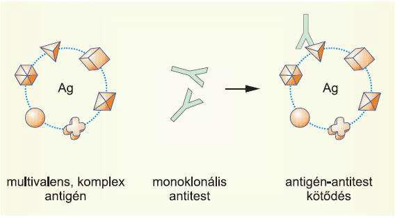 Ellenanyagok II Monoklonális ellenanyag Hibridóma Jellemzők -egyetlen klónból származnak -egyetlen antigén egyetlen epitópjához kötődnek - ritka keresztreakció (nagyon szelektív) - gyakorlatilag