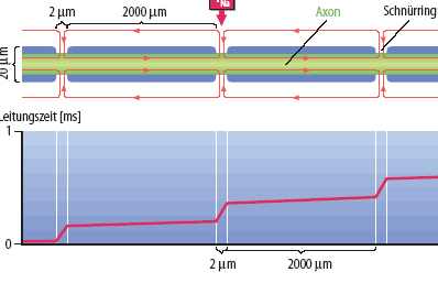 Szaltatórikus ingerületvezetés a velős axonokban Ranvier féle befűződés (2µm): AP-ok keletkezése (feszültségfüggő Na+ csatornák)