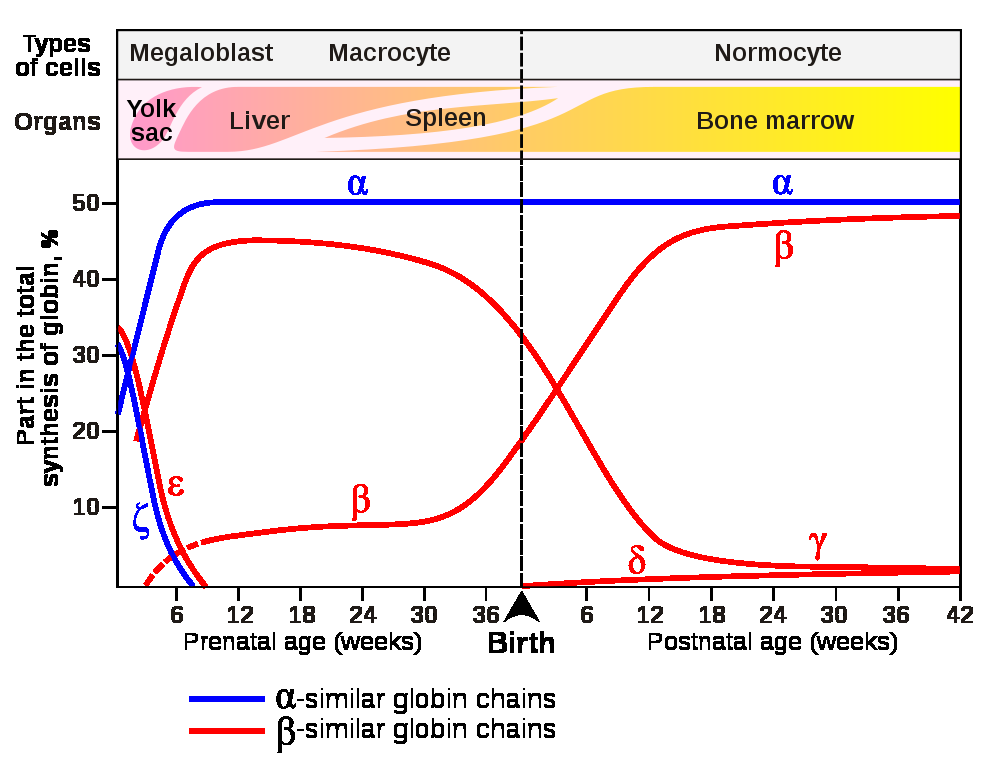 A haemoglobin termelődés változásai HbF HbA HbF