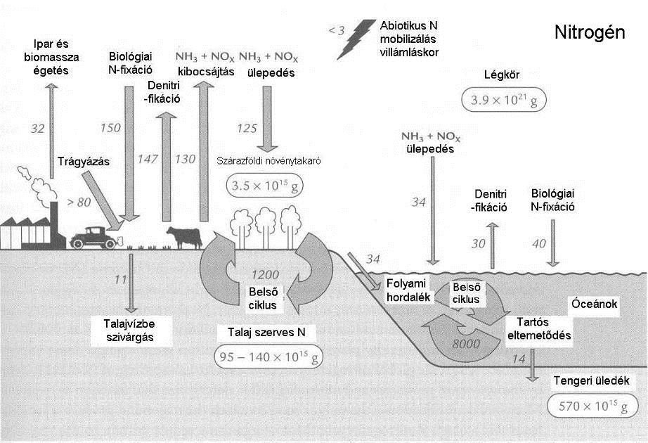 A nitrogén (N) körforgása - gázciklus - üledékben is