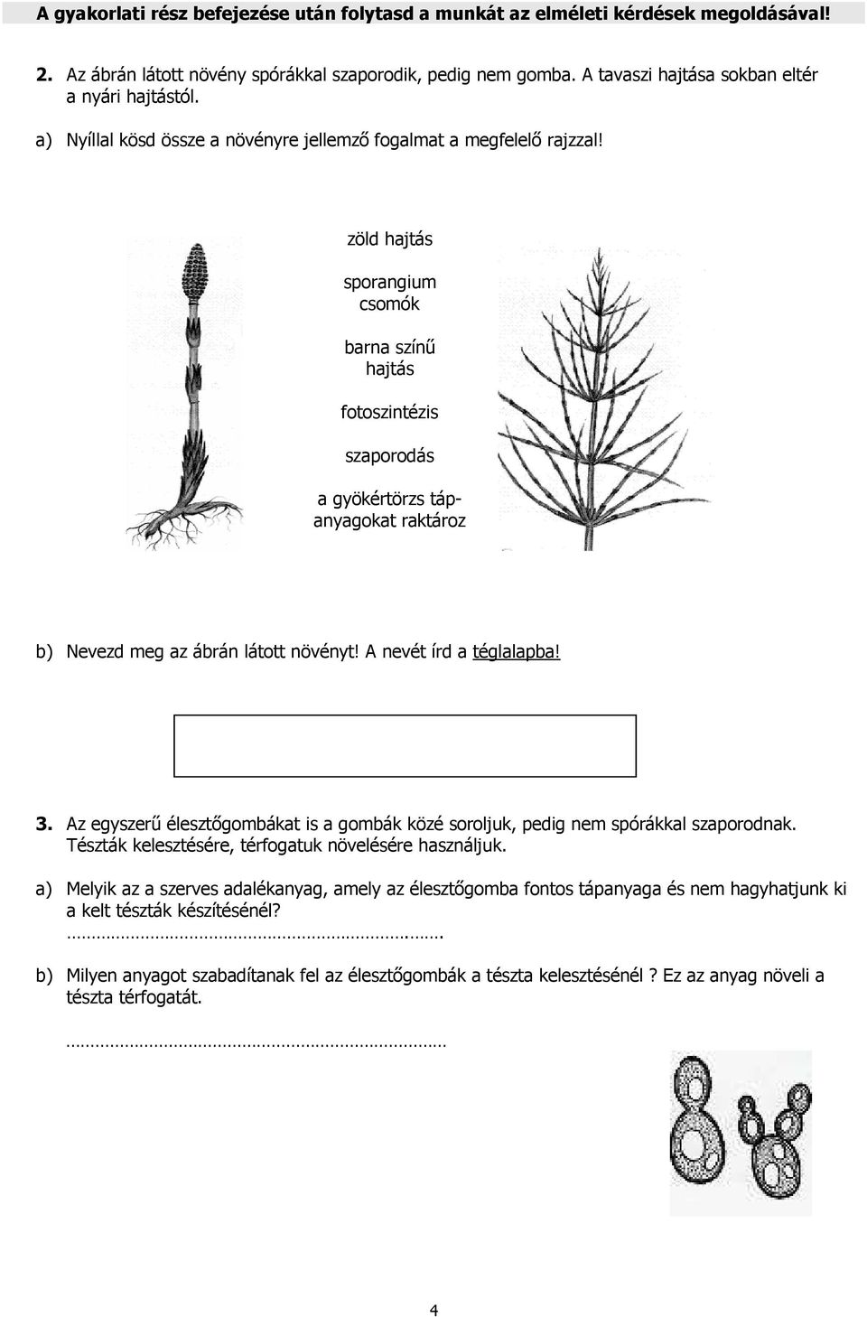 zöld hajtás sporangium csomók barna színő hajtás fotoszintézis szaporodás a gyökértörzs tápanyagokat raktároz b) Nevezd meg az ábrán látott növényt! A nevét írd a téglalapba! 3.