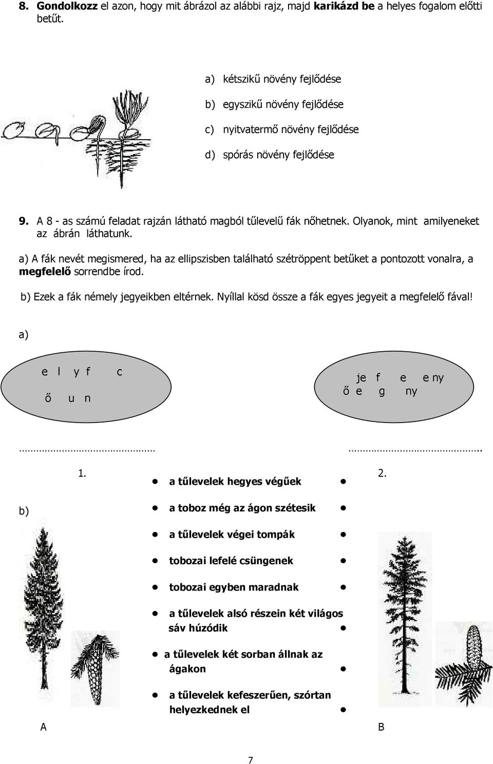 Olyanok, mint amilyeneket az ábrán láthatunk. a) A fák nevét megismered, ha az ellipszisben található szétröppent betőket a pontozott vonalra, a megfelelı sorrendbe írod.