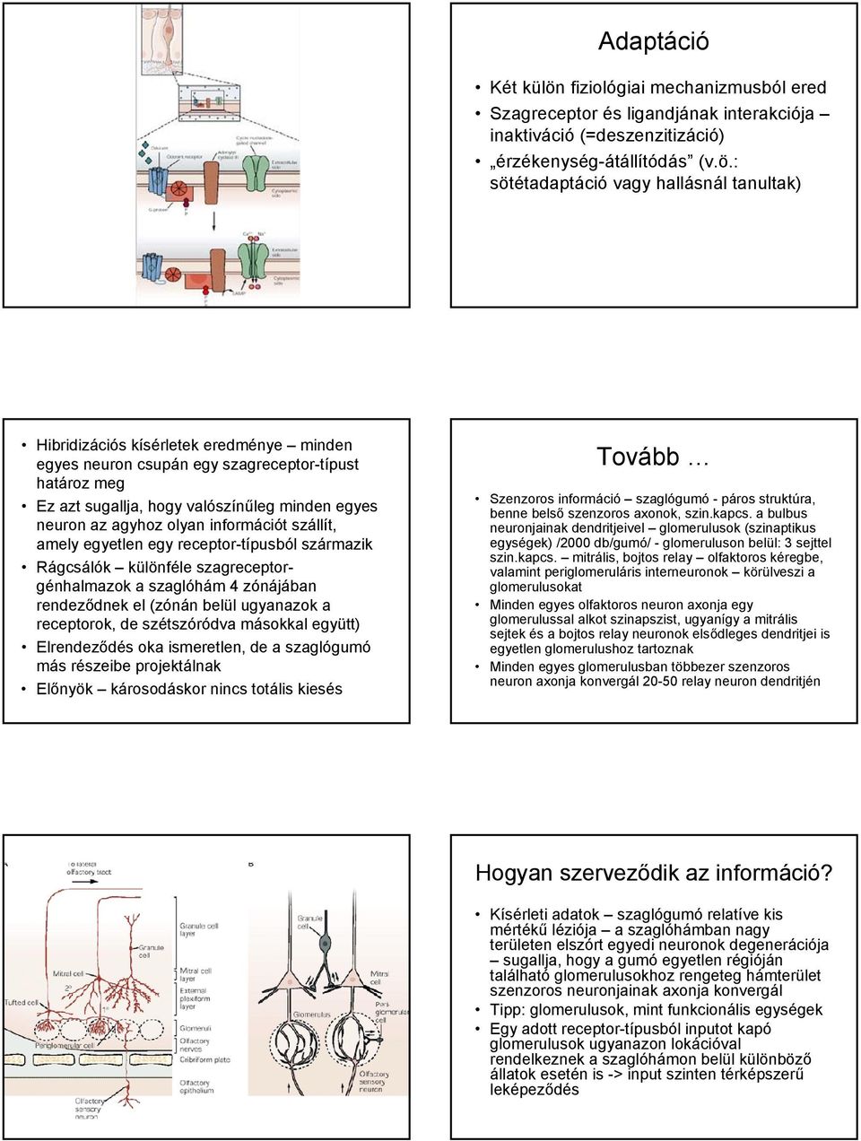 : sötétadaptáció vagy hallásnál tanultak) Hibridizációs kísérletek eredménye minden egyes neuron csupán egy szagreceptor-típust határoz meg Ez azt sugallja, hogy valószínűleg minden egyes neuron az