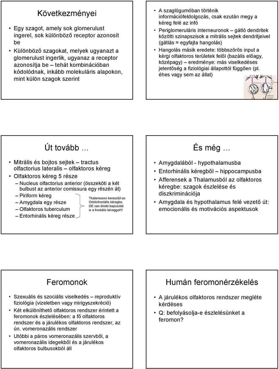 gátló dendritek közötti szinapszisok a mitrális sejtek dendritjeivel (gátlás = egyfajta hangolás) Hangolás másik eredete: többszörös input a kérgi olfaktoros területek felől (bazális előagy,