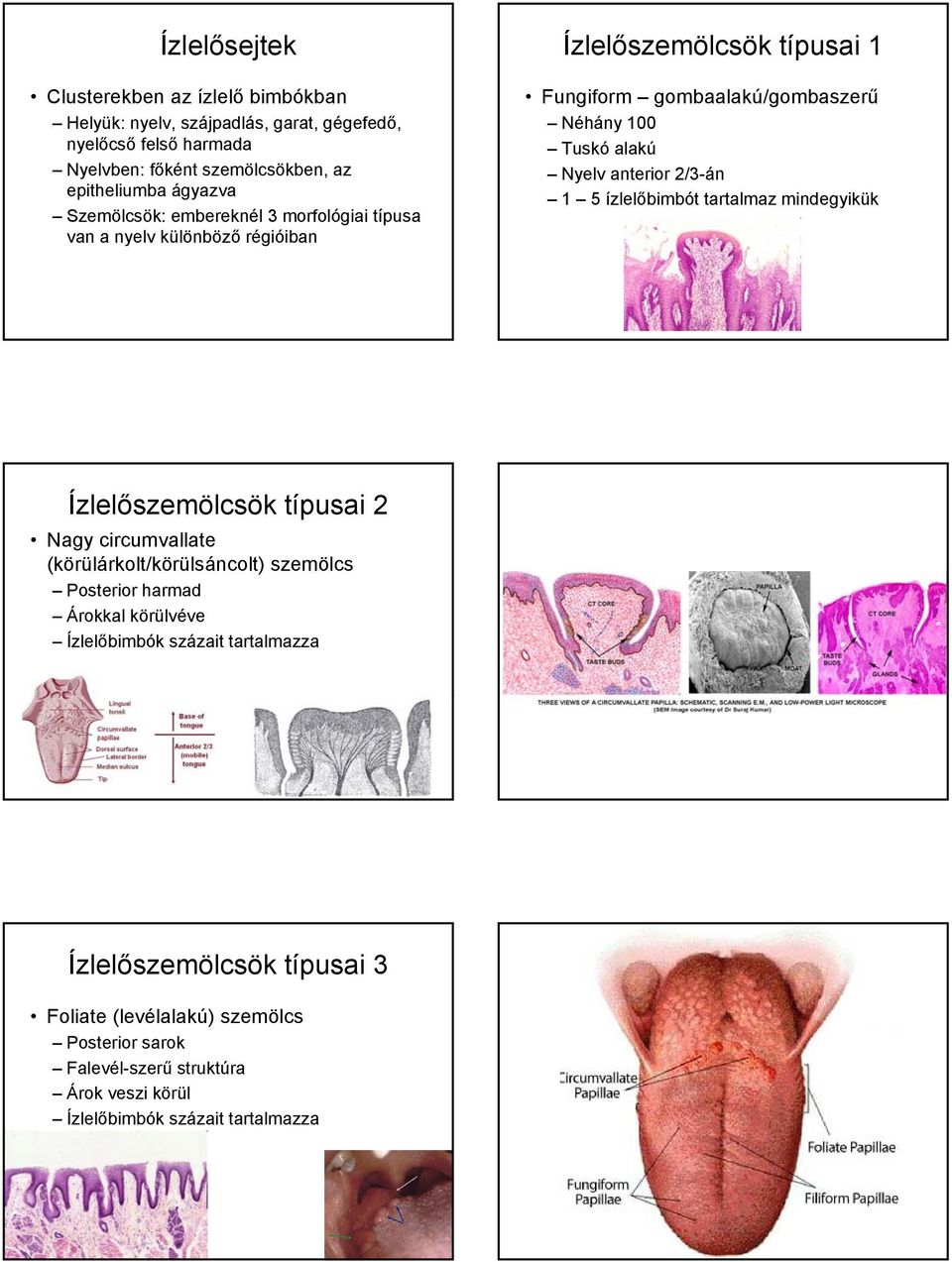 anterior 2/3-án 1 5 ízlelőbimbót tartalmaz mindegyikük Ízlelőszemölcsök típusai 2 Nagy circumvallate (körülárkolt/körülsáncolt) szemölcs Posterior harmad Árokkal