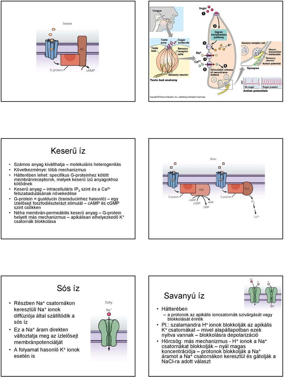 membrán-permeábilis keserű anyag G-protein helyett más mechanizmus apikálisan elhelyezkedő K + csatornák blokkolása Sós íz Részben Na + csatornákon keresztüli Na + ionok diffúziója által szállítódik