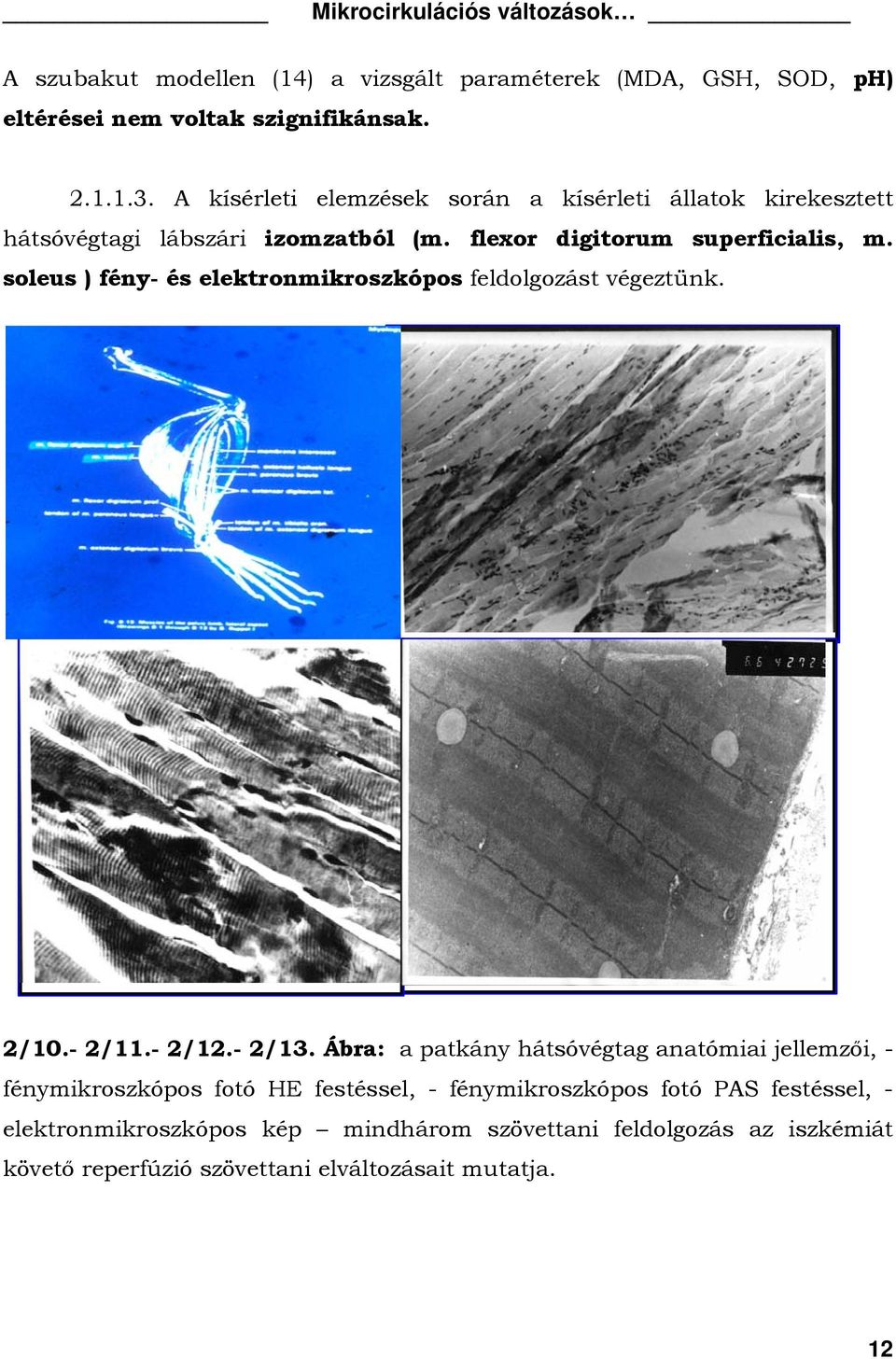 soleus ) fény- és elektronmikroszkópos feldolgozást végeztünk. 2/10.- 2/11.- 2/12.- 2/13.