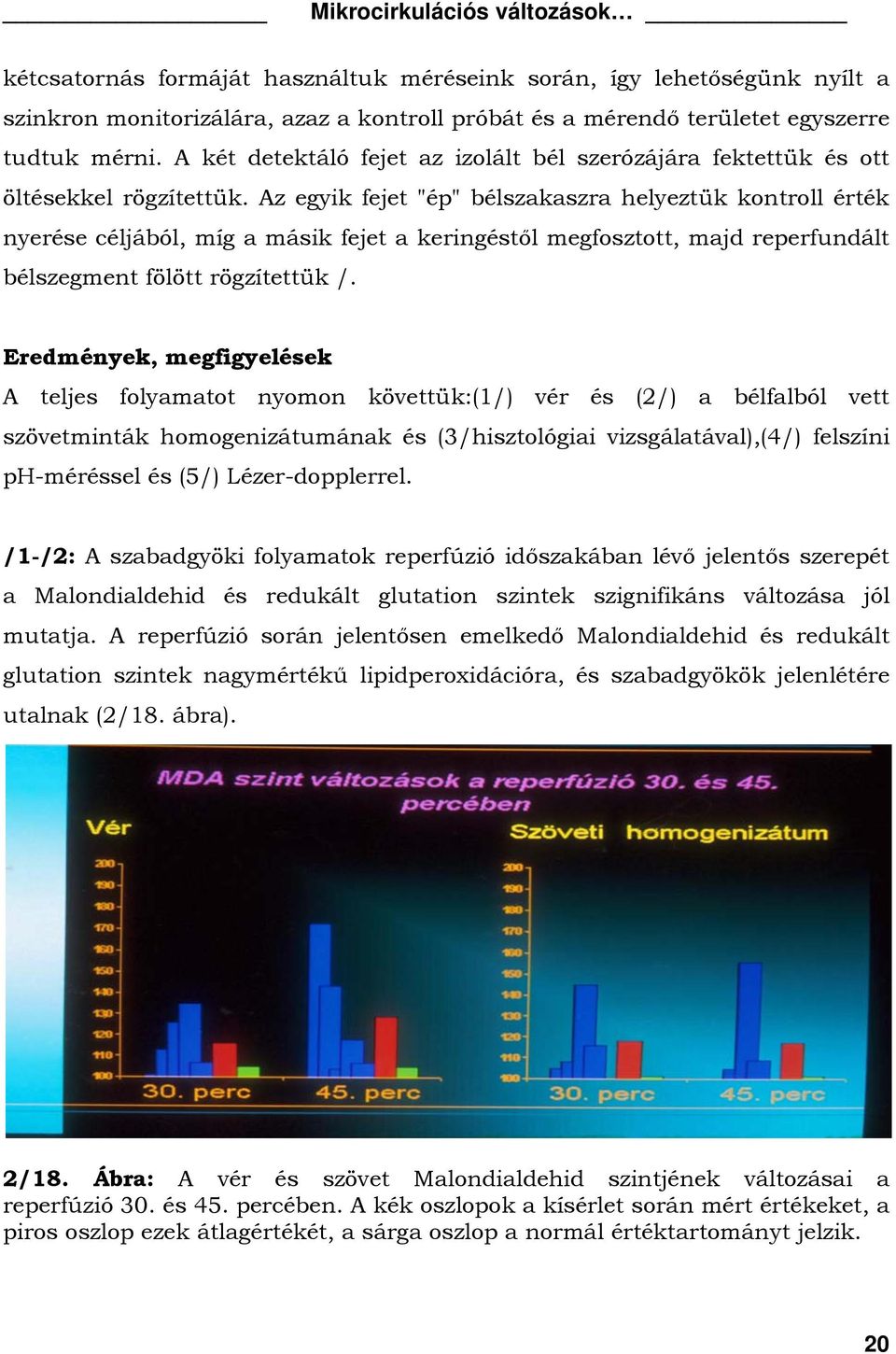 Az egyik fejet "ép" bélszakaszra helyeztük kontroll érték nyerése céljából, míg a másik fejet a keringéstől megfosztott, majd reperfundált bélszegment fölött rögzítettük /.