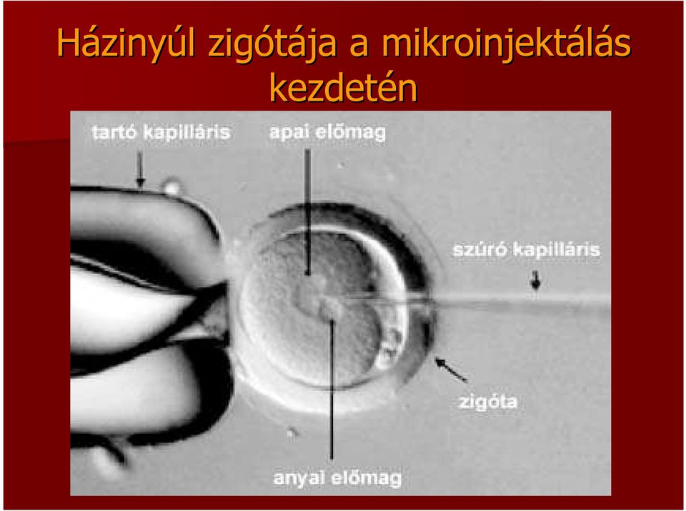 A házinyh zinyúl l zigótája a