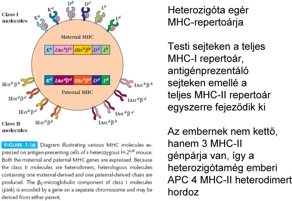 repertoár egyszerre fejeződik ki Az embernek nem kettő, hanem 3