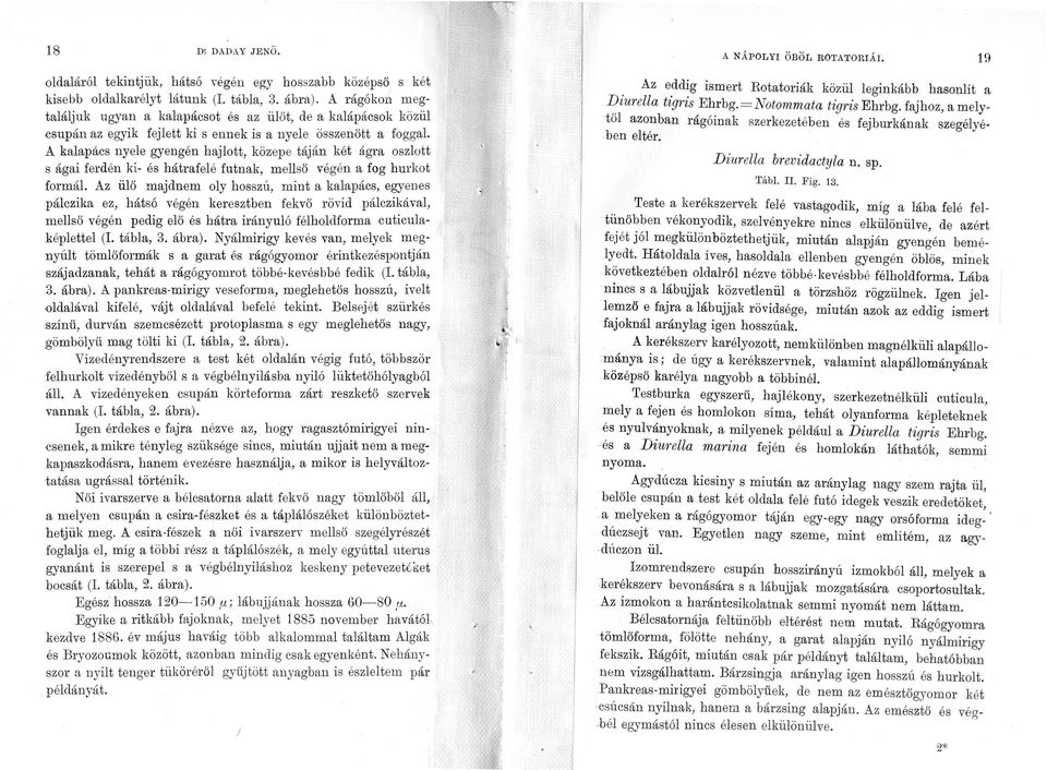 A kalapács nyele gyengén hajlott, közepe táján két ágra oszlott s ágai ferdén ki- és hátrafelé futnak, mellsö végén a fog hurkot formál.