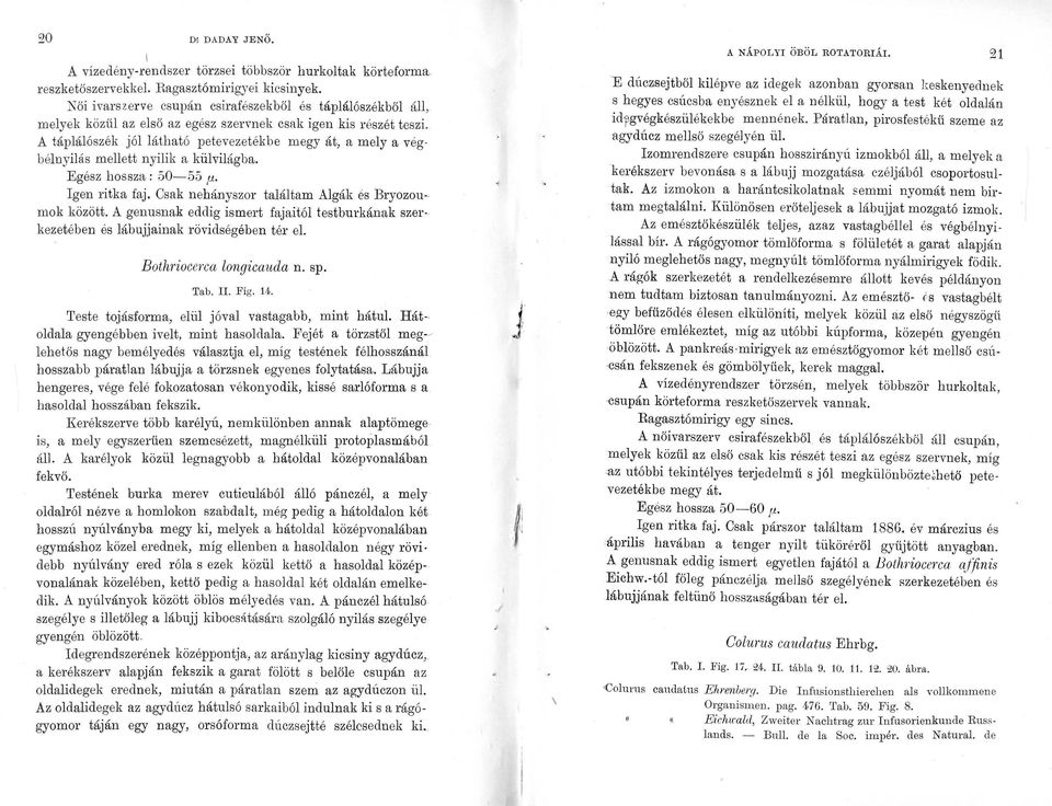 A táplálószék jóllátható petevezetékbe megy át, amely a végbélnyílás mellett nyilik a külvilágba. Egész hossza: 50-55,u. Igen ritka faj. Csak nehányszor találtam Algák és Bryozoumok között.