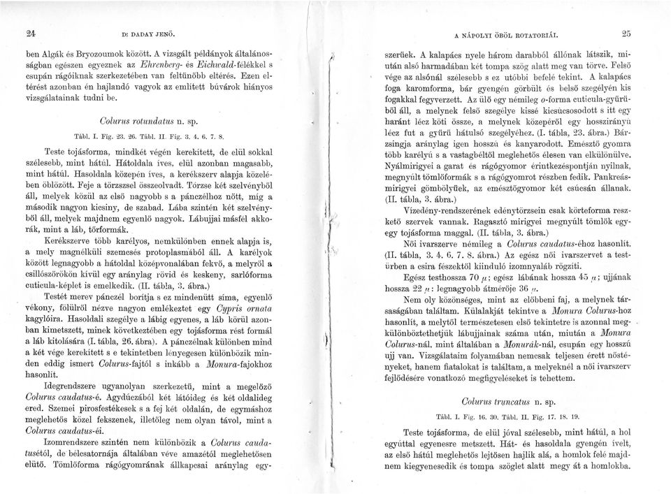 Ezen eltérést azonban én hajlandó vagyok az említett búvárok hiányos vizsgálatainak tudni be. Colunts rotundatus n. sp. Tábl. I. Fig. 23. 26. Tábl. II. Fig. 3. 4. 6. 7. 8.