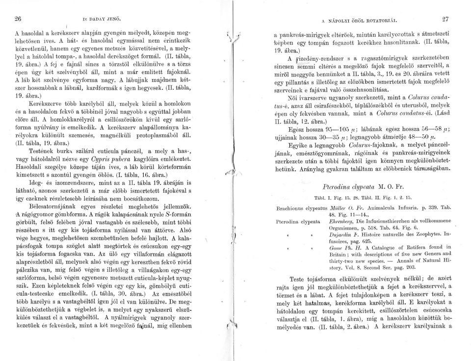 ) A fej e fajnál sincs a törzstől elkülönülve s a törzs épen úgy két szelvényből áll, mint a már említett fajoknál A láb két szeivénye egyforma. nagy.