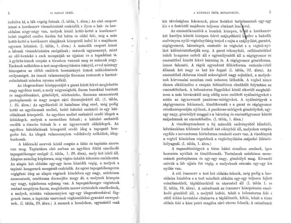 míg a más. kettő-kettő a kerékszerv alapjának közepéről indul ki s majdnem e gyen~s lefutású. (I. t(tbla, 1. ábra.