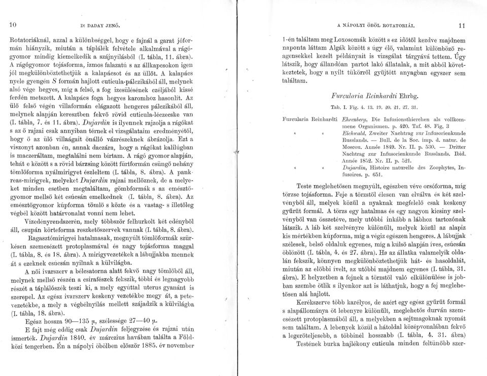 A kalapács nyele gyengén S formán hajlott cuticula-pálczikából áll, melynek alsó vége hegyes, míg a felső, a fog izesülésének czéljából kissé ferdén metszett. A kalapács foga hegyes karomhoz hasonlít.