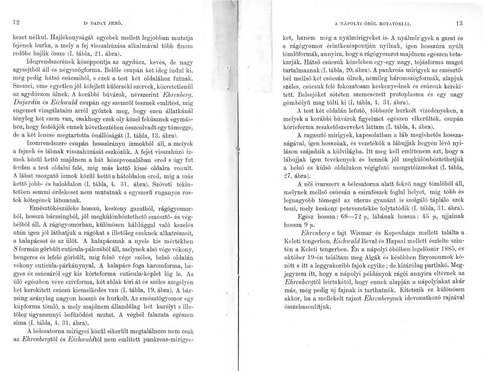 Szemei, eme egyetlen jól kifejlett külérzéki szervek, közvetetlen ül az agydóczon ülnek.