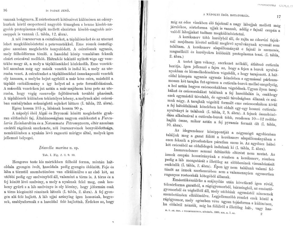 A női ivarszerven a csírafészket, a táplálószéket és az uterust lehet megkülönböztetni a petevezetékkel Eme részek összefi.1~gése azonban megl e hetős bonyolódott.