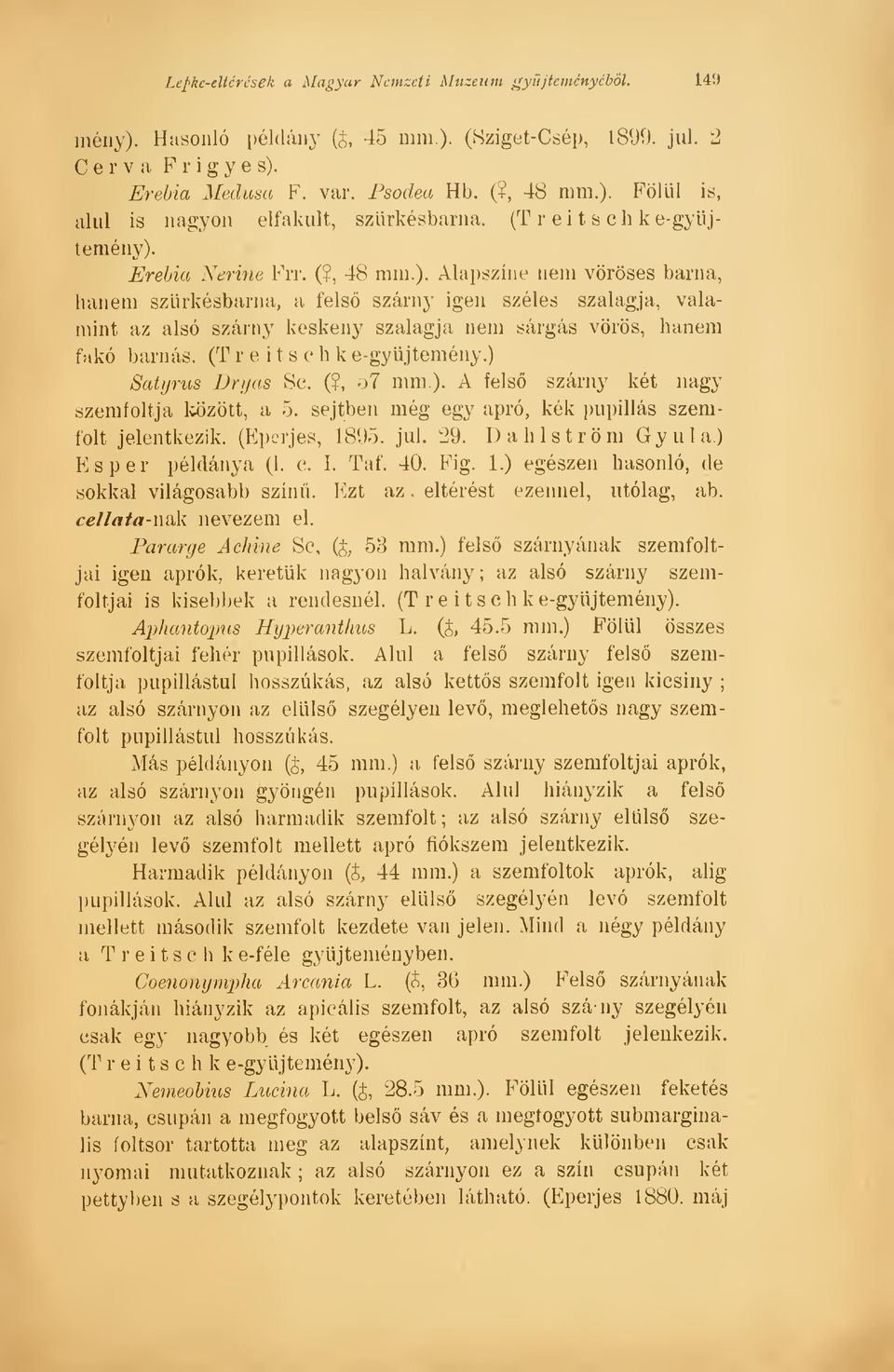 (T r e i t s e h k e-gyüjtemény.) Satyrus Dryas Se. (?, o7 mm.). A fels szárny két nagy szemfoltja között, a 5. sejtben még egy apró, kék pupillás szemfolt jelentkezik. (Eperjes, 1895. jul. 29.