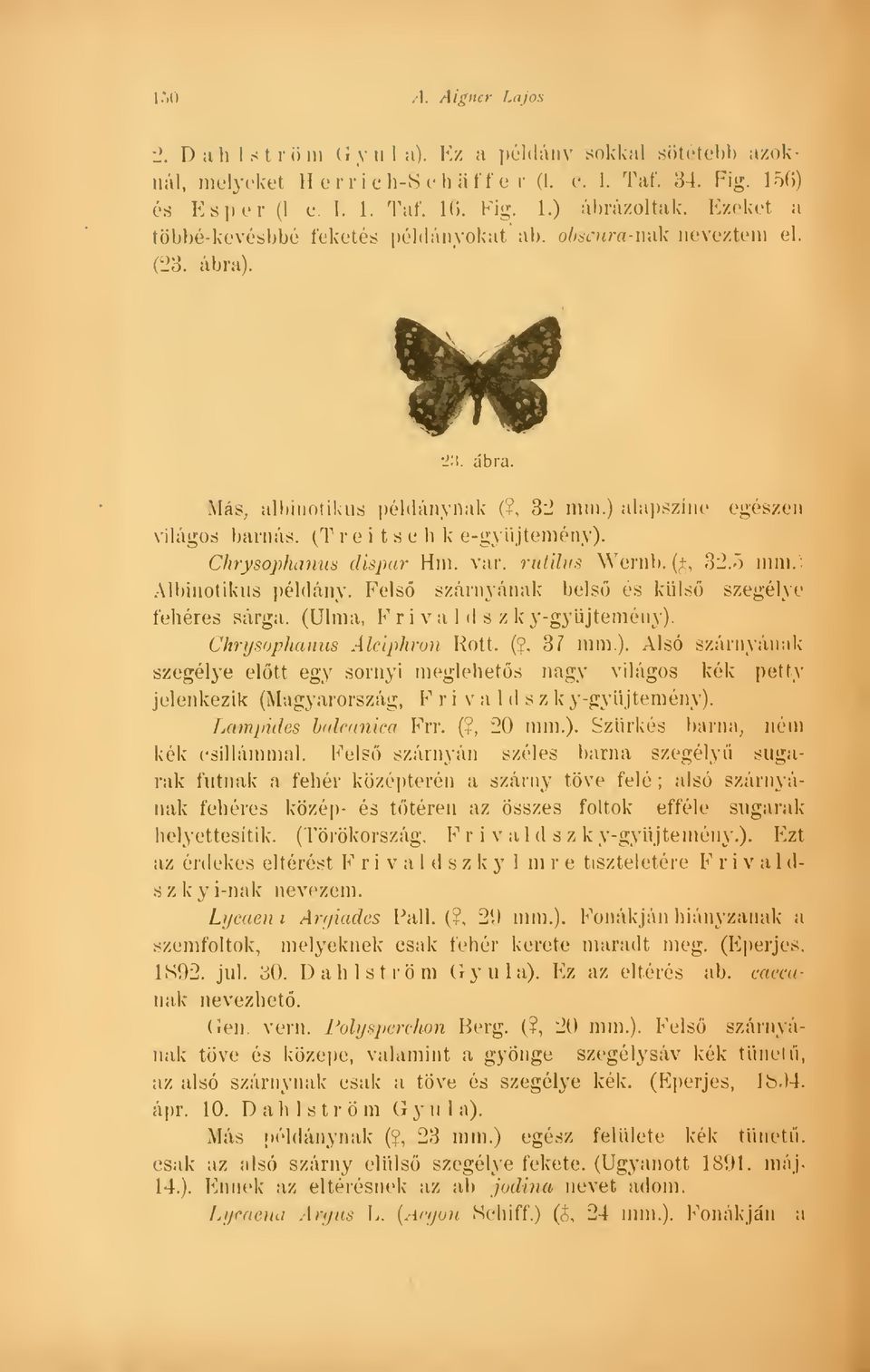 Chrysophanus dispar Hm. var. rntilus Wernh. ( J, 32.5 mm. Alltiiiotikus példány. Fels szárnyának bels és küls szegélye fehéres sárga. (Ulma, F ri v a 1 d s z k y- gyjtemény).