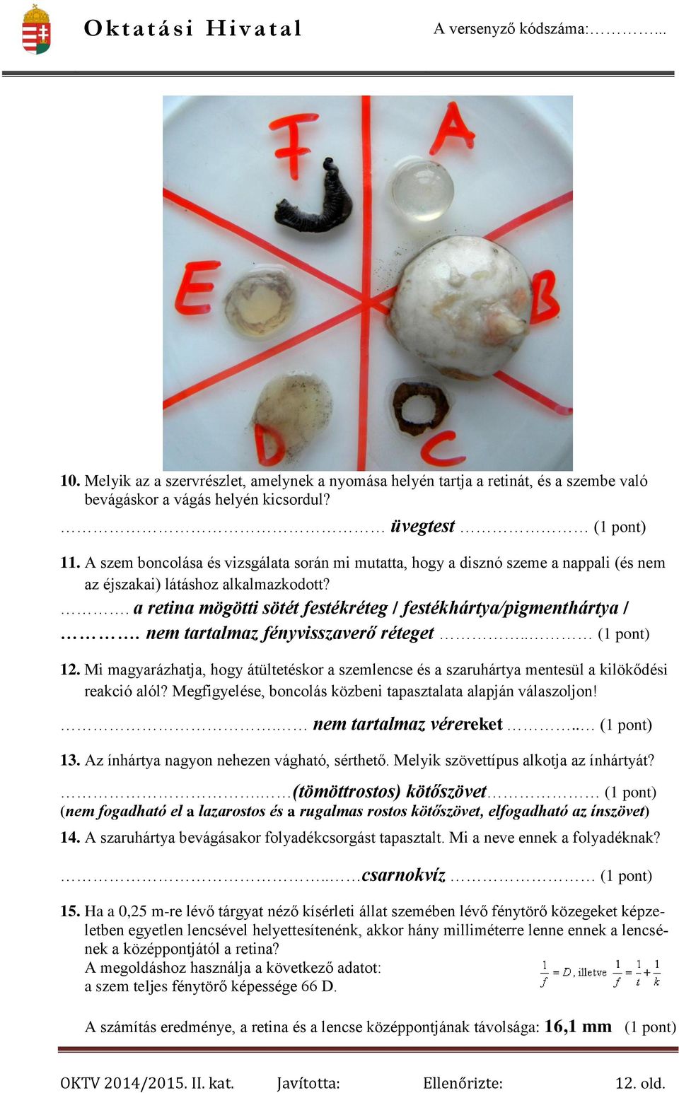 nem tartalmaz fényvisszaverő réteget.. 12. Mi magyarázhatja, hogy átültetéskor a szemlencse és a szaruhártya mentesül a kilökődési reakció alól?