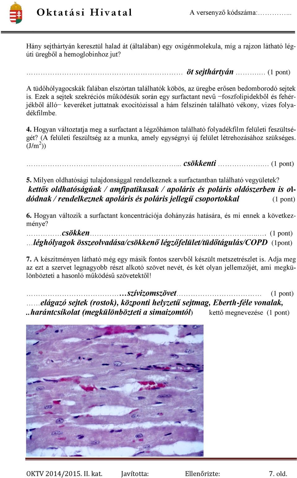 Ezek a sejtek szekréciós működésük során egy surfactant nevű foszfolipidekből és fehérjékből álló keveréket juttatnak exocitózissal a hám felszínén található vékony, vizes folyadékfilmbe. 4.