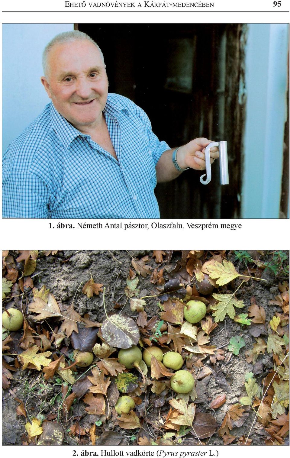 Németh Antal pásztor, Olaszfalu,