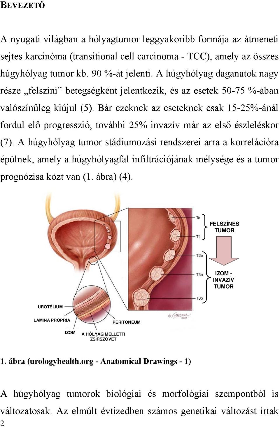 Bár ezeknek az eseteknek csak 15-25%-ánál fordul elő progresszió, további 25% invazív már az első észleléskor (7).