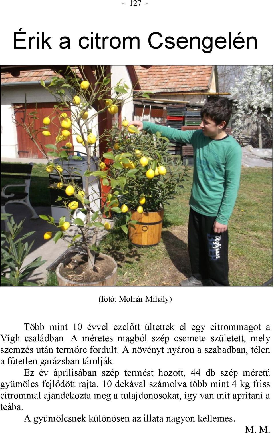 A növényt nyáron a szabadban, télen a fűtetlen garázsban tárolják.
