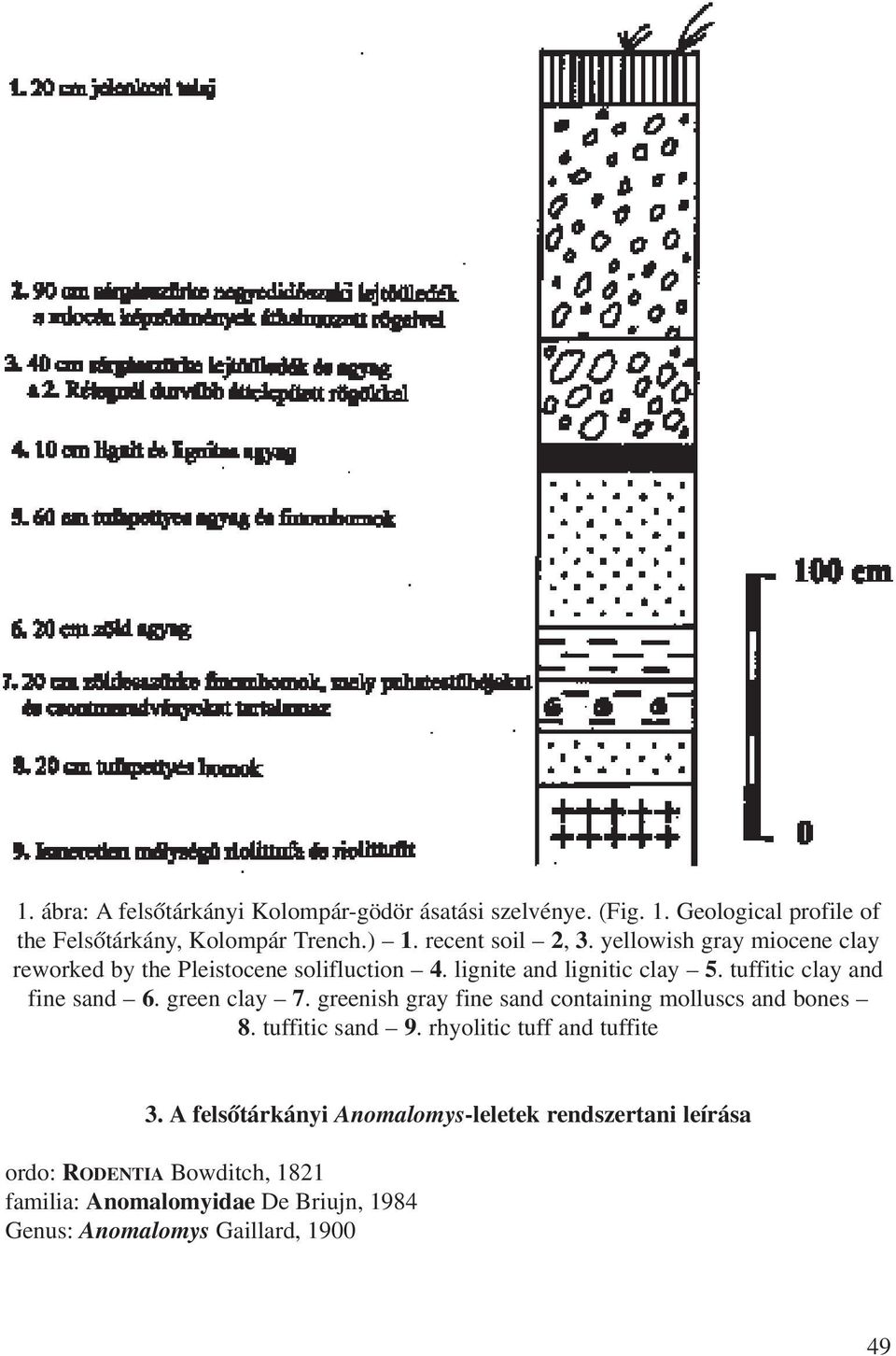 tuffitic clay and fine sand 6. green clay 7. greenish gray fine sand containing molluscs and bones 8. tuffitic sand 9.