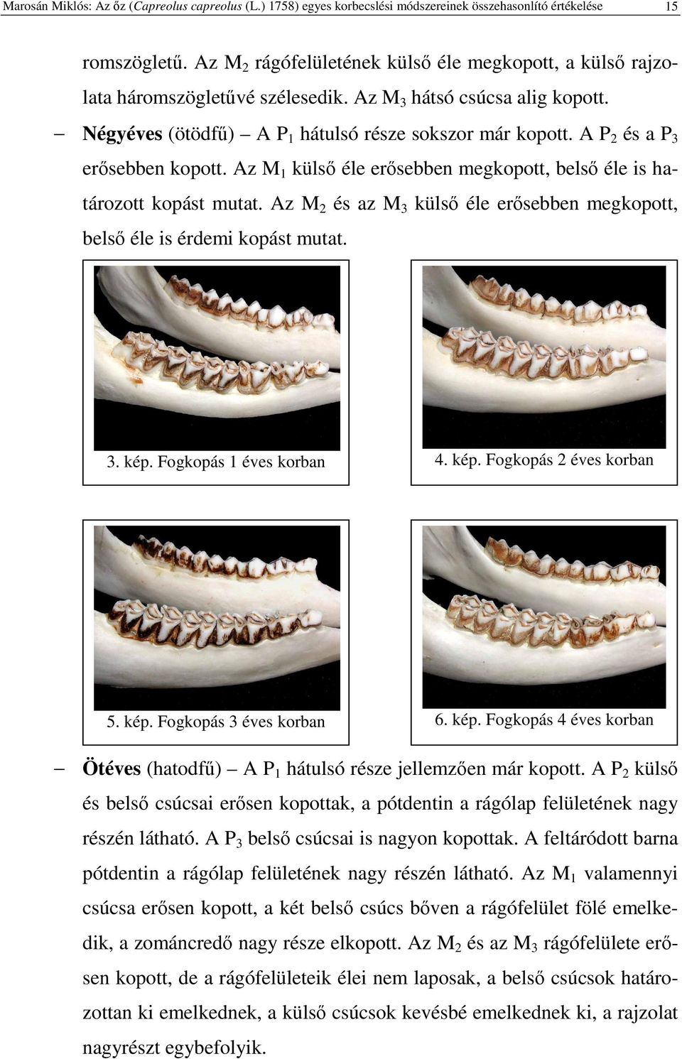 A P 2 és a P 3 ersebben kopott. Az M 1 küls éle ersebben megkopott, bels éle is határozott kopást mutat. Az M 2 és az M 3 küls éle ersebben megkopott, bels éle is érdemi kopást mutat. 3. kép.