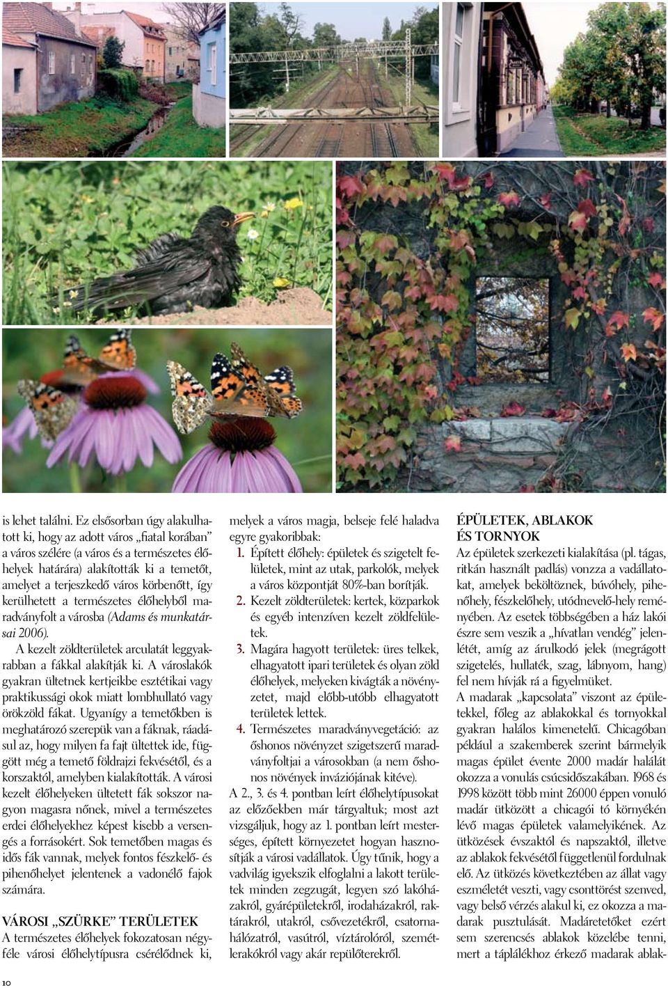 így kerülhetett a természetes élőhelyből maradványfolt a városba (Adams és munkatársai 2006). A kezelt zöldterületek arculatát leggyakrabban a fákkal alakítják ki.