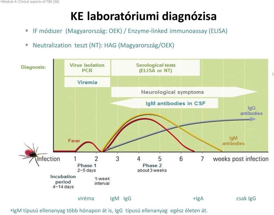 HAG (Magyarország/OEK) (Adapted from Holzmann 2003 and Heinz 2005) viréma IgM IgG