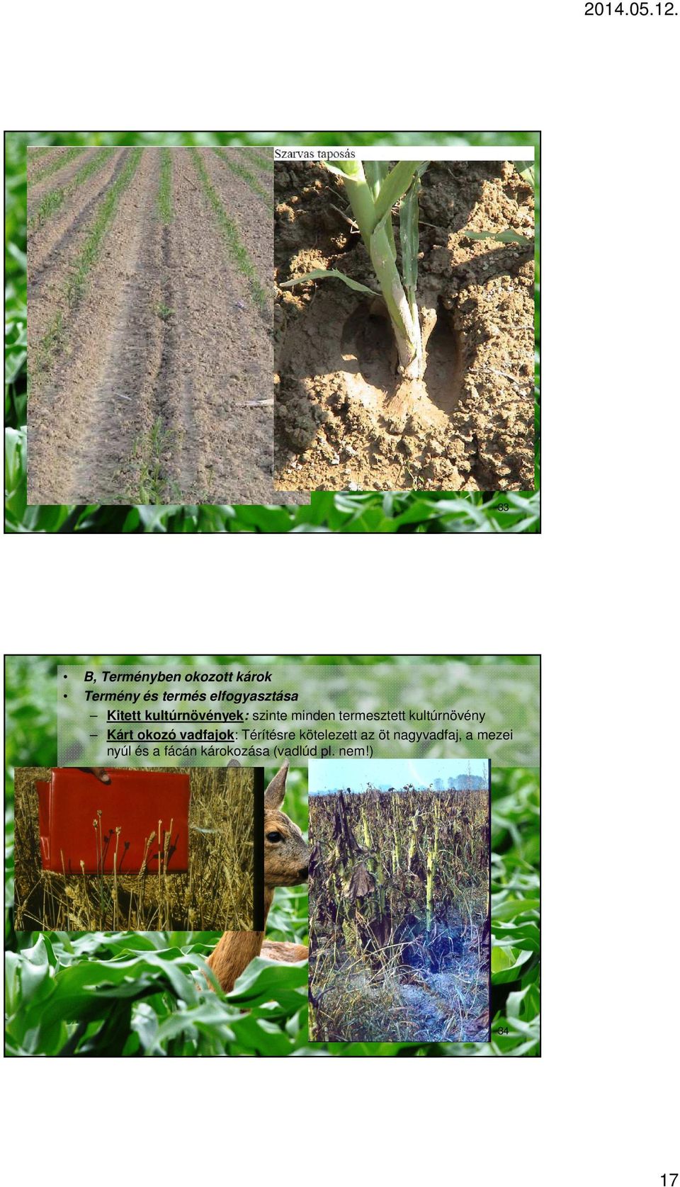termesztett kultúrnövény Kárt okozó vadfajok: Térítésre