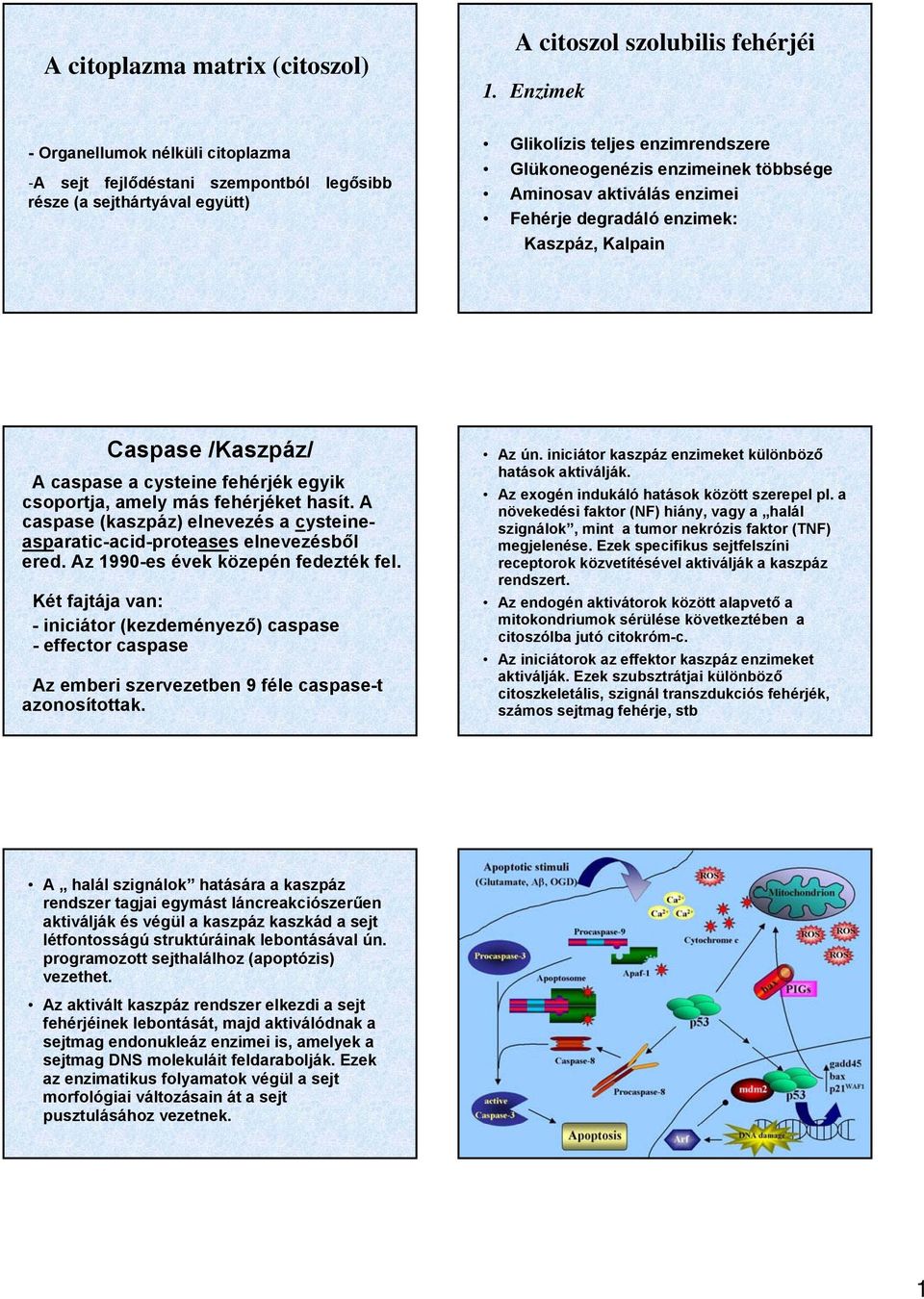 aktiválás enzimei Fehérje degradáló enzimek: Kaszpáz, Kalpain Caspase /Kaszpáz/ A caspase a cysteine fehérjék egyik csoportja, amely más fehérjéket hasít.