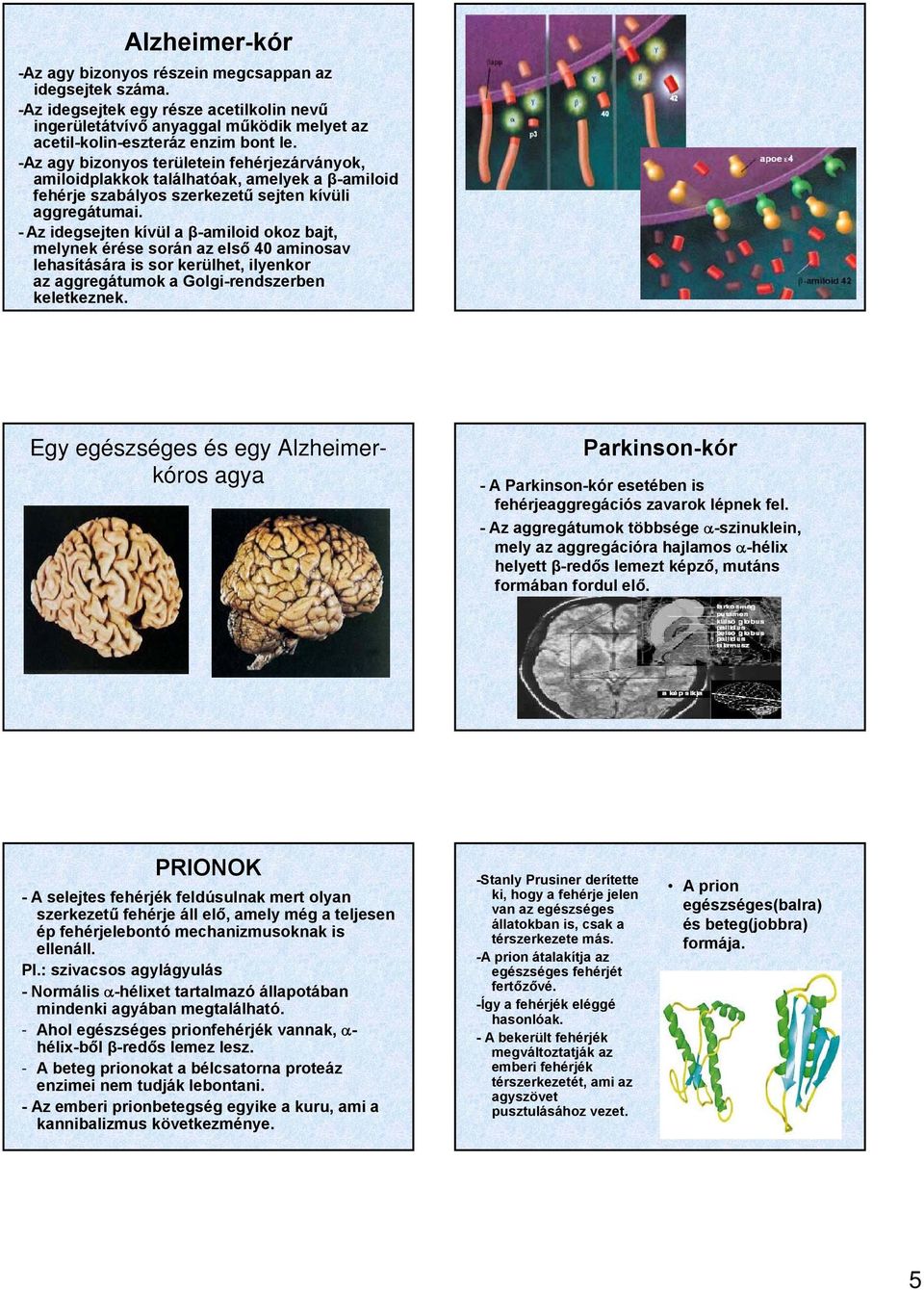 - Az idegsejten kívül a β-amiloid okoz bajt, melynek érése során az első 40 aminosav lehasítására is sor kerülhet, ilyenkor az aggregátumok a Golgi-rendszerben keletkeznek.