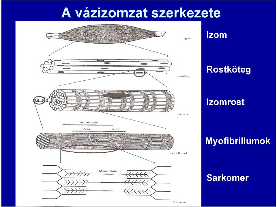 Rostköteg
