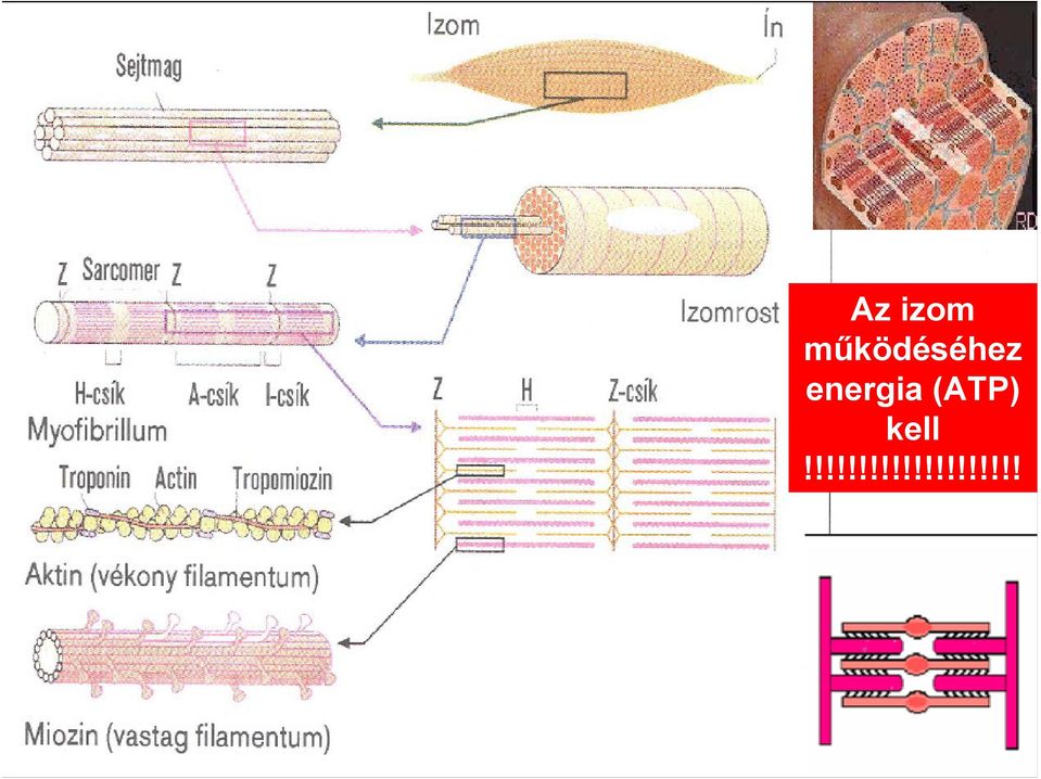 energia (ATP)