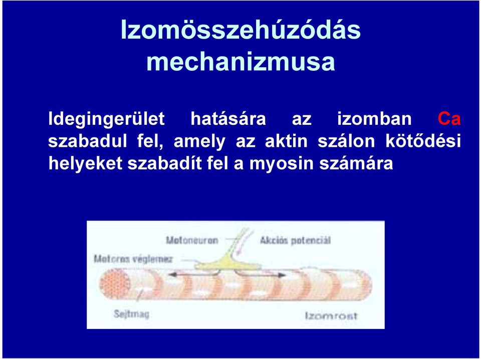 szabadul fel, amely az aktin szálon