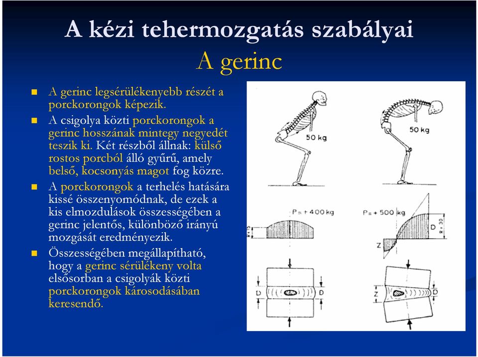 Két részbıl állnak: külsı rostos porcból álló győrő, amely belsı, kocsonyás magot fog közre.