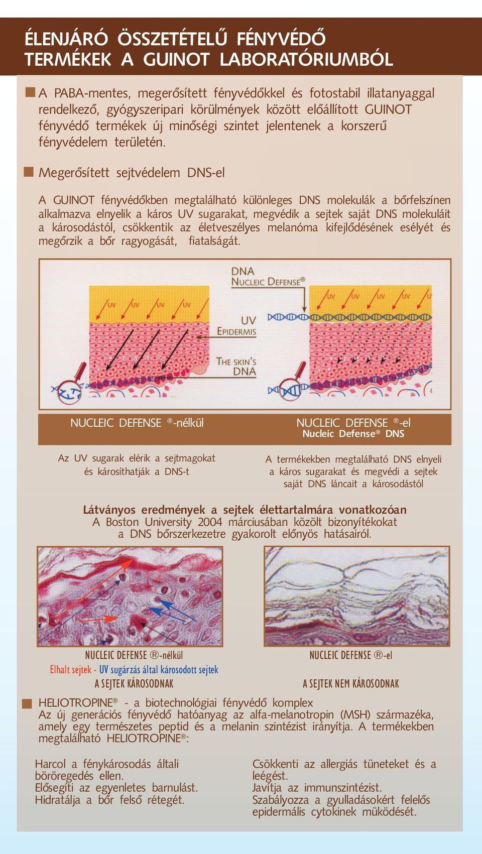 Megerõsített sejtvédelem DNS-el A GUINOT fényvédõkben megtalálható különleges DNS molekulák a bõrfelszínen alkalmazva elnyelik a káros UV sugarakat, megvédik a sejtek saját DNS molekuláit a