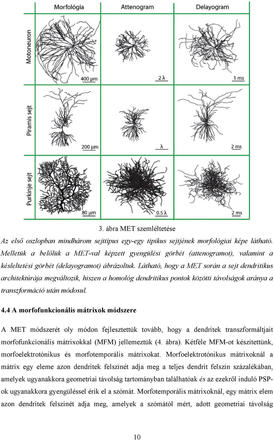 Látható, hogy a MET során a sejt dendritikus architektúrája megváltozik, hiszen a homológ dendritikus pontok közötti távolságok aránya a transzformáció után módosul. 4.