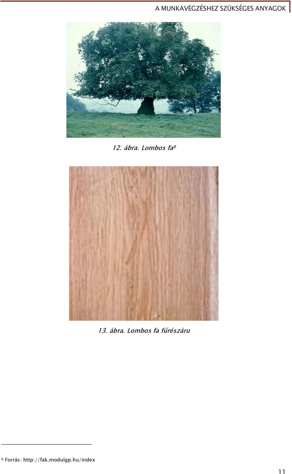 Lombos fa fűrészáru 9