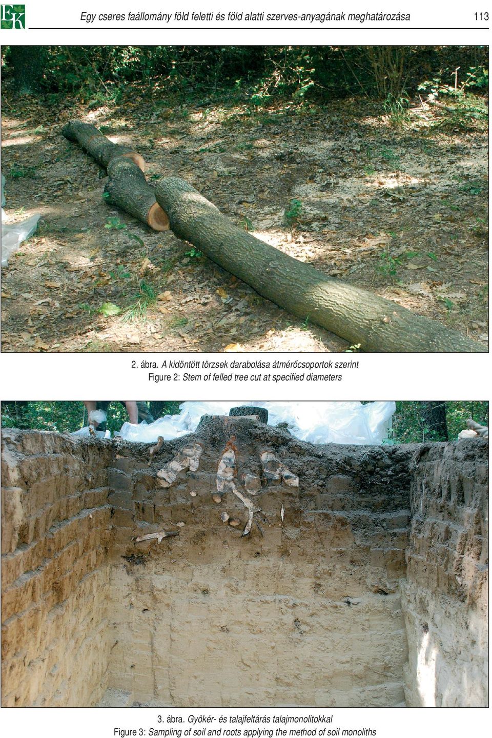 felled tree cut at specified diameters 3. ábra.