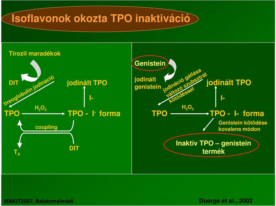 kötdéssel I- I- jodinált TPO H 2 O 2 H TPO TPO - I - 2 O 2 forma TPO TPO - I- forma