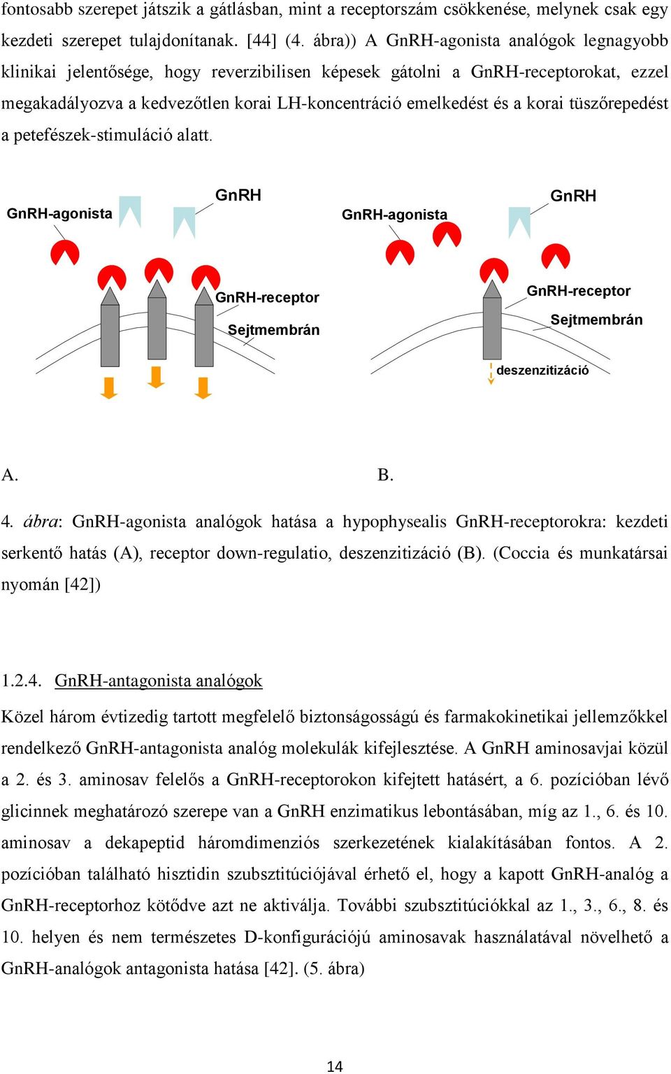 korai tüszőrepedést a petefészek-stimuláció alatt. GnRH-agonista GnRH GnRH-agonista GnRH GnRH-receptor GnRH-receptor Sejtmembrán Sejtmembrán deszenzitizáció A. B. 4.